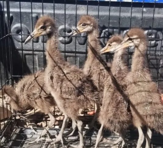 Rescatan aves silvestres y descubren faena clandestina de carpinchos en Villa Gobernador Gálvez